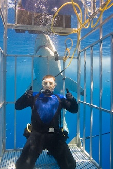 Coolest white shark image ever-Isla Guadalupe