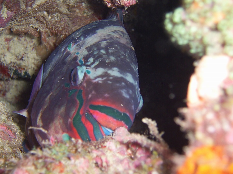 Parrot Fish; Maeda Point, Okinawa