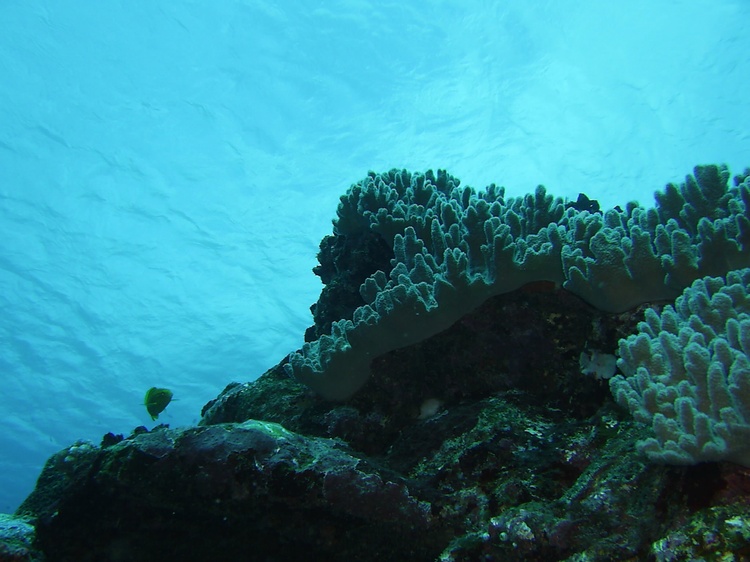 Channel Crevases from 85 feet deep