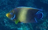 Semicircle Angelfish