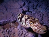 Cuttlefish