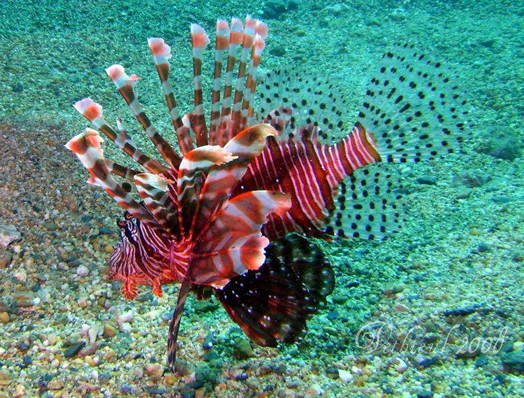 Lionfish