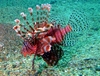 Lionfish