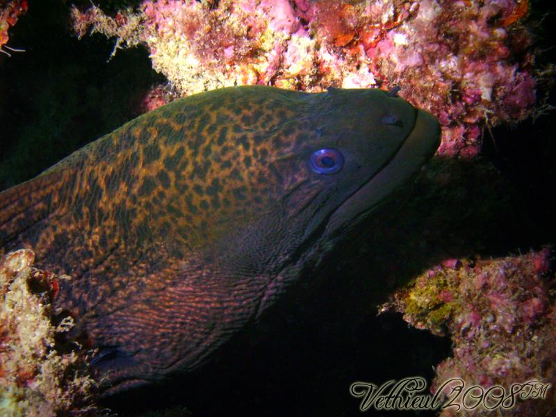 Moray Eel