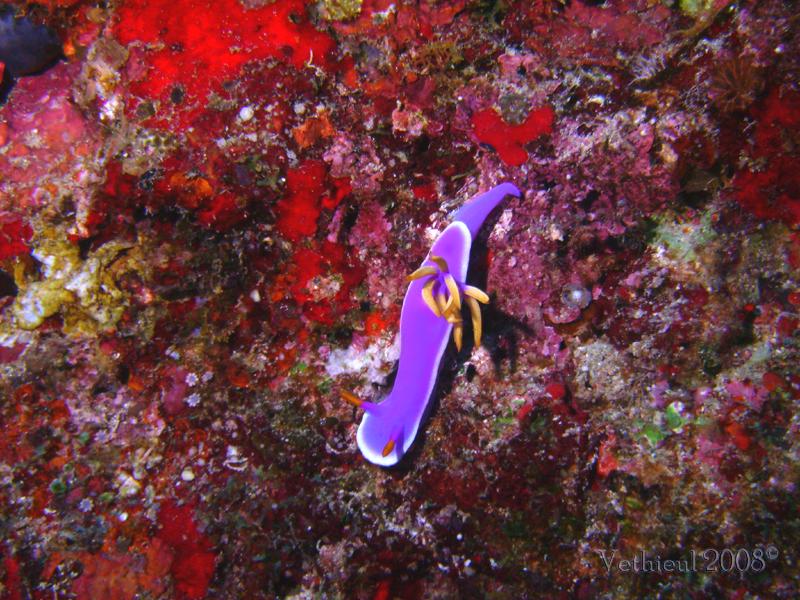 Hypselodoris apolegma 