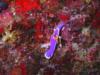 Hypselodoris apolegma 