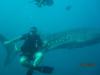 Me and the whale sharks