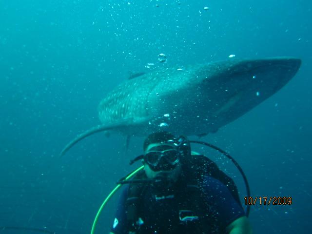 Whale shark sneeking up behind me