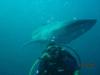 Whale shark sneeking up behind me