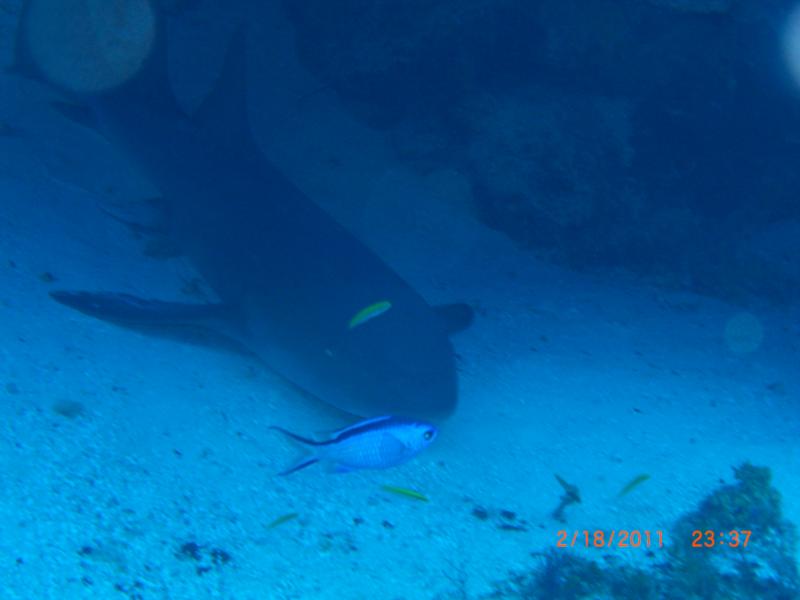Cozumel_March_2011_sand shark