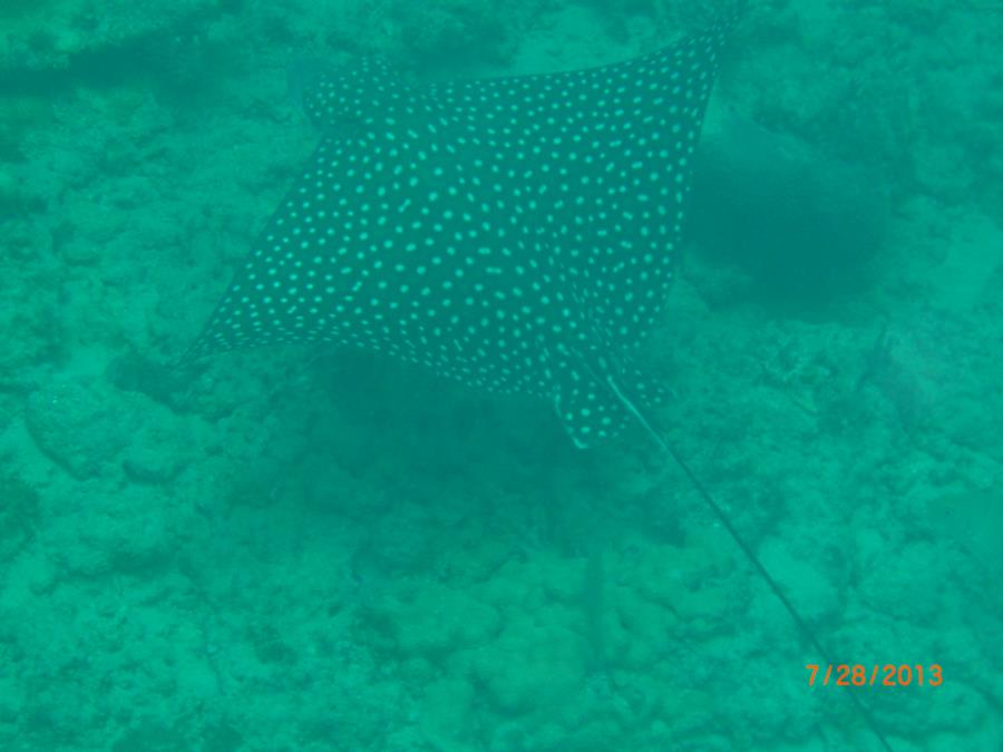 Spotted Ray