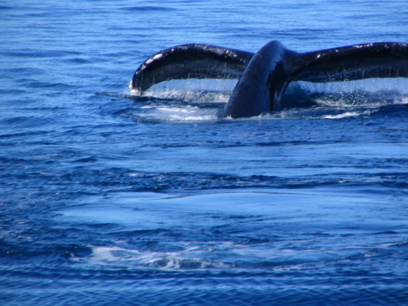 Maui Whales