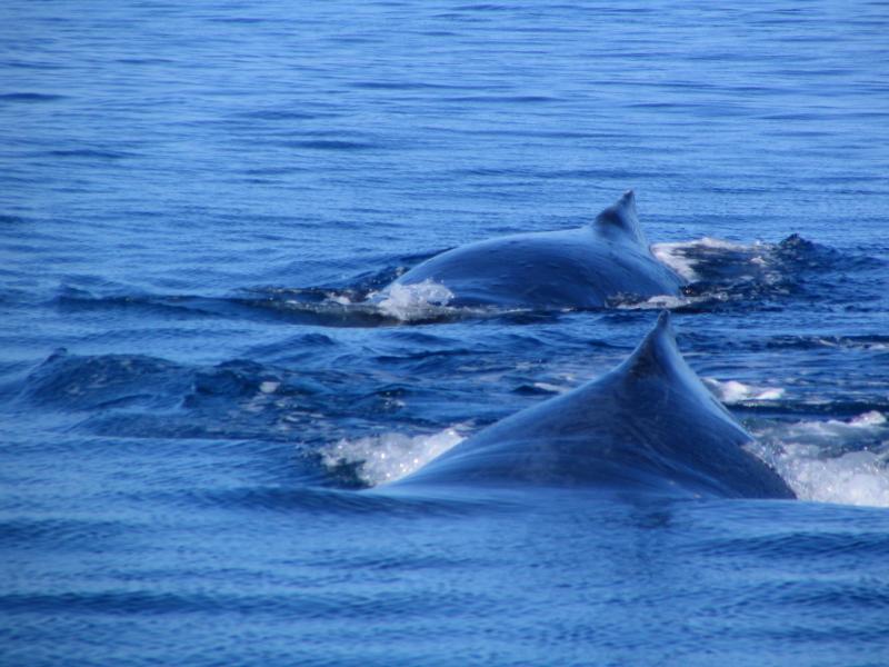 Maui Whales