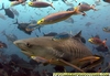 A 12 Foot Tiger Shark Named Princess in Beqa Lagoon Fiji