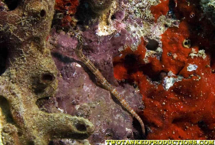 Brown Banded Pipe Fish Fiji