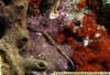 Brown Banded Pipe Fish Fiji