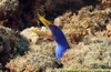 Blue Ribbon Eel Fiji