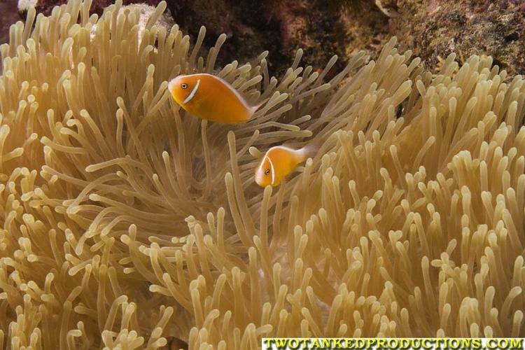 Pink Anemone fish Fiji
