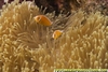 Pink Anemone fish Fiji