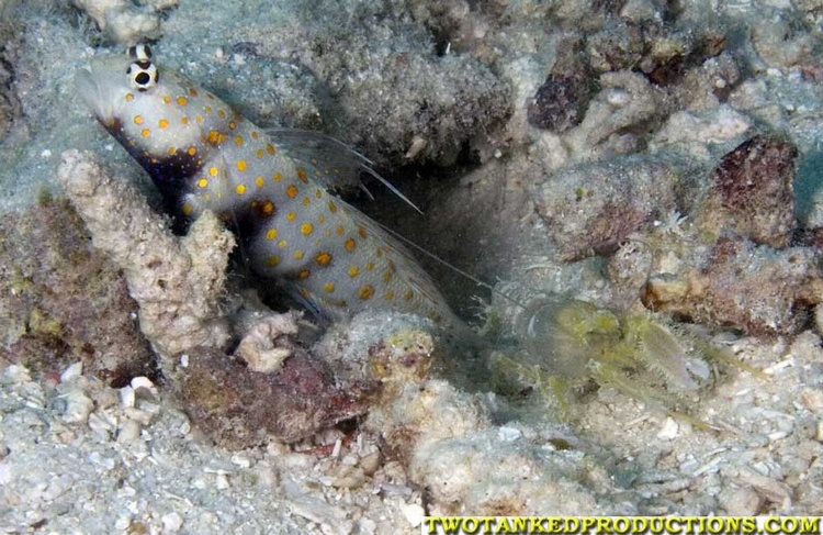 Blind Shrimp Goby Fiji