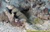 Blind Shrimp Goby Fiji