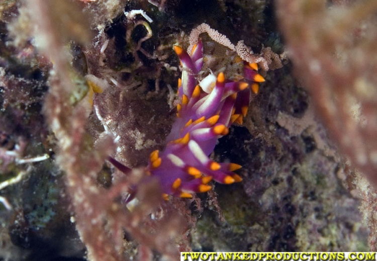 Flat Worm Fiji