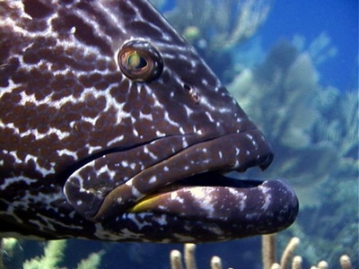 Roatan Honduras Black Grouper