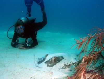 Deb B. on the Wreck of the Miami Rita with Southern Stingray