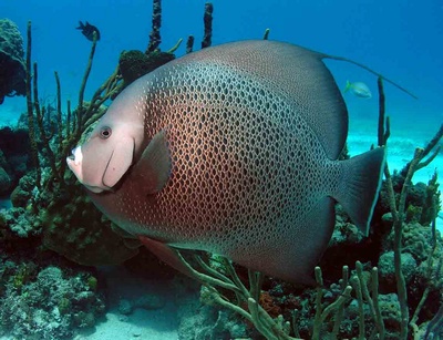 Grey Angelfish Twotankedproductions.com