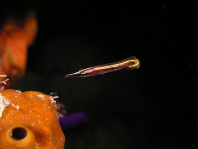 Arrow Blenny BAIII 