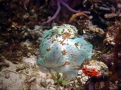 Caribbean Reef Octopus Cozumel Mexico