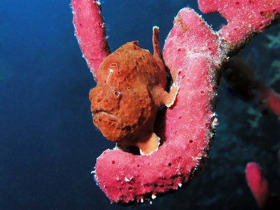 Frog Fish BAIII 