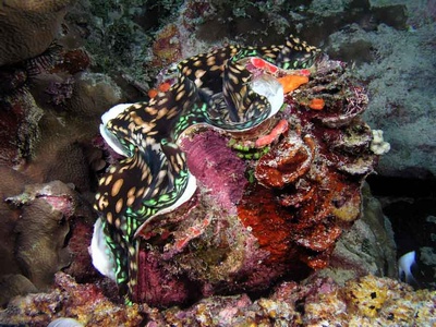 Giant Clam Bega Lagoon Fiji