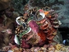 Giant Clam Bega Lagoon Fiji