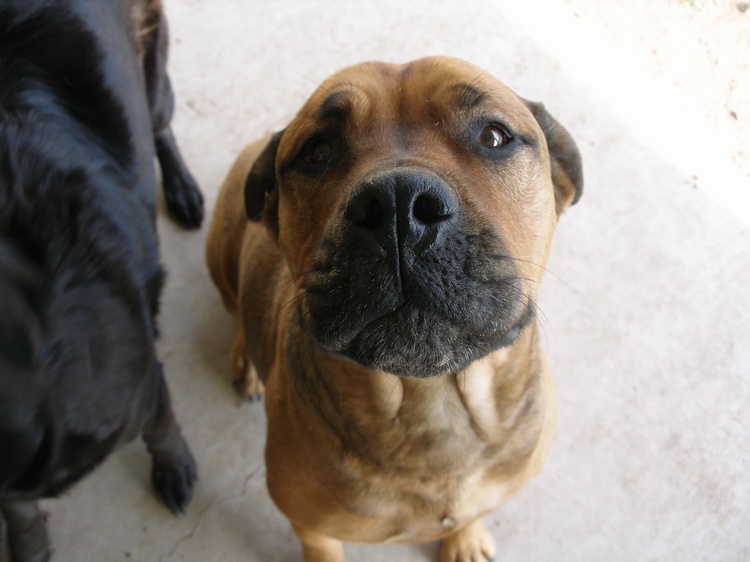 Maddie the dog