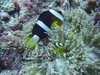 I love anemone fish