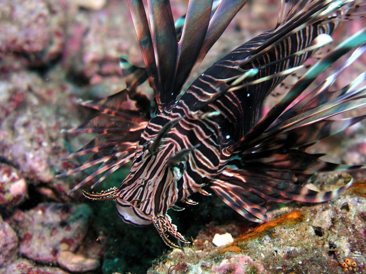 Lionfish