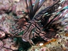 Lionfish