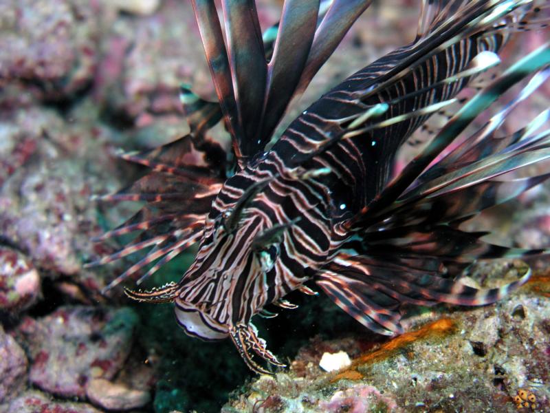 lionfish up close