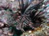 lionfish up close