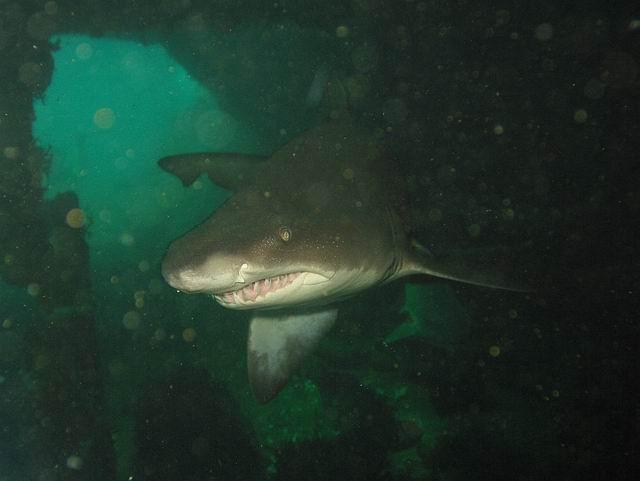 sand tiger