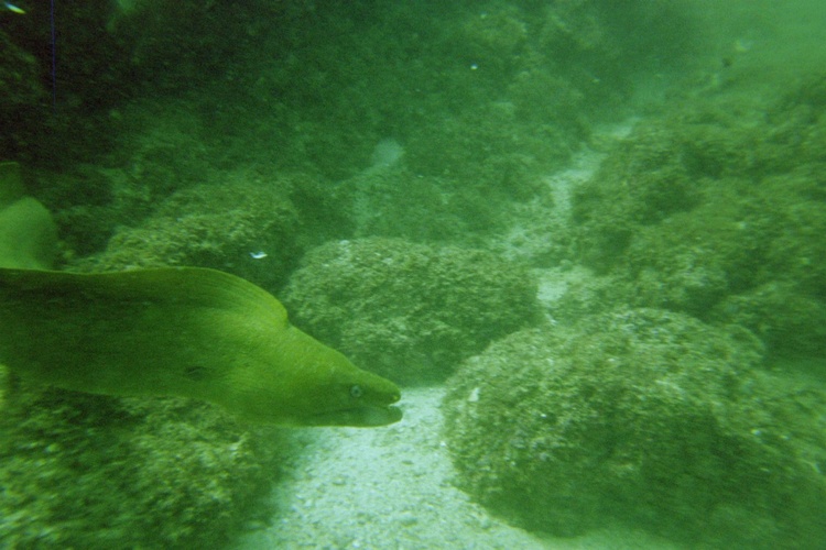 green moray