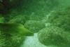 green moray