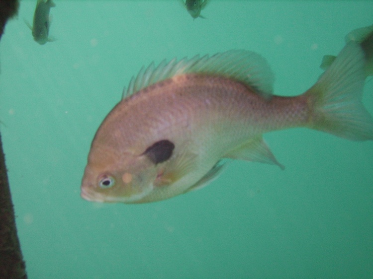 Blue Gill at Lake Rawlings