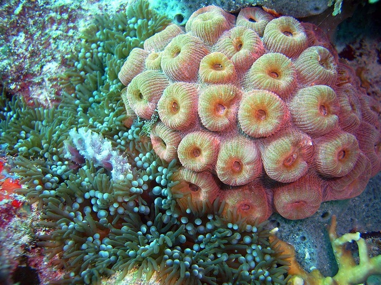 Beautiful Coral
