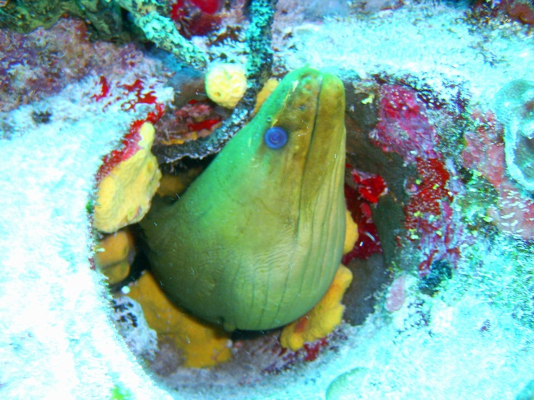 Green Moray Eel