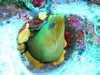Green Moray Eel