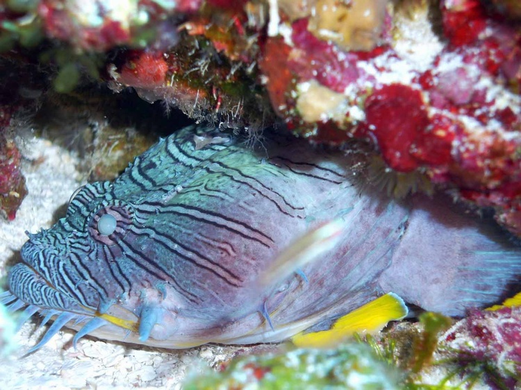 Splendid Toadfish