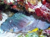 Splendid Toadfish
