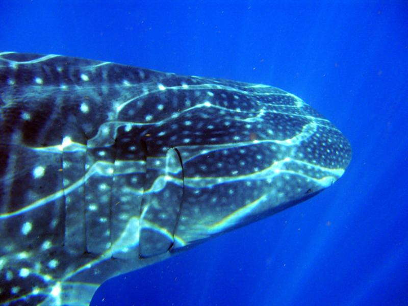 Whale Shark